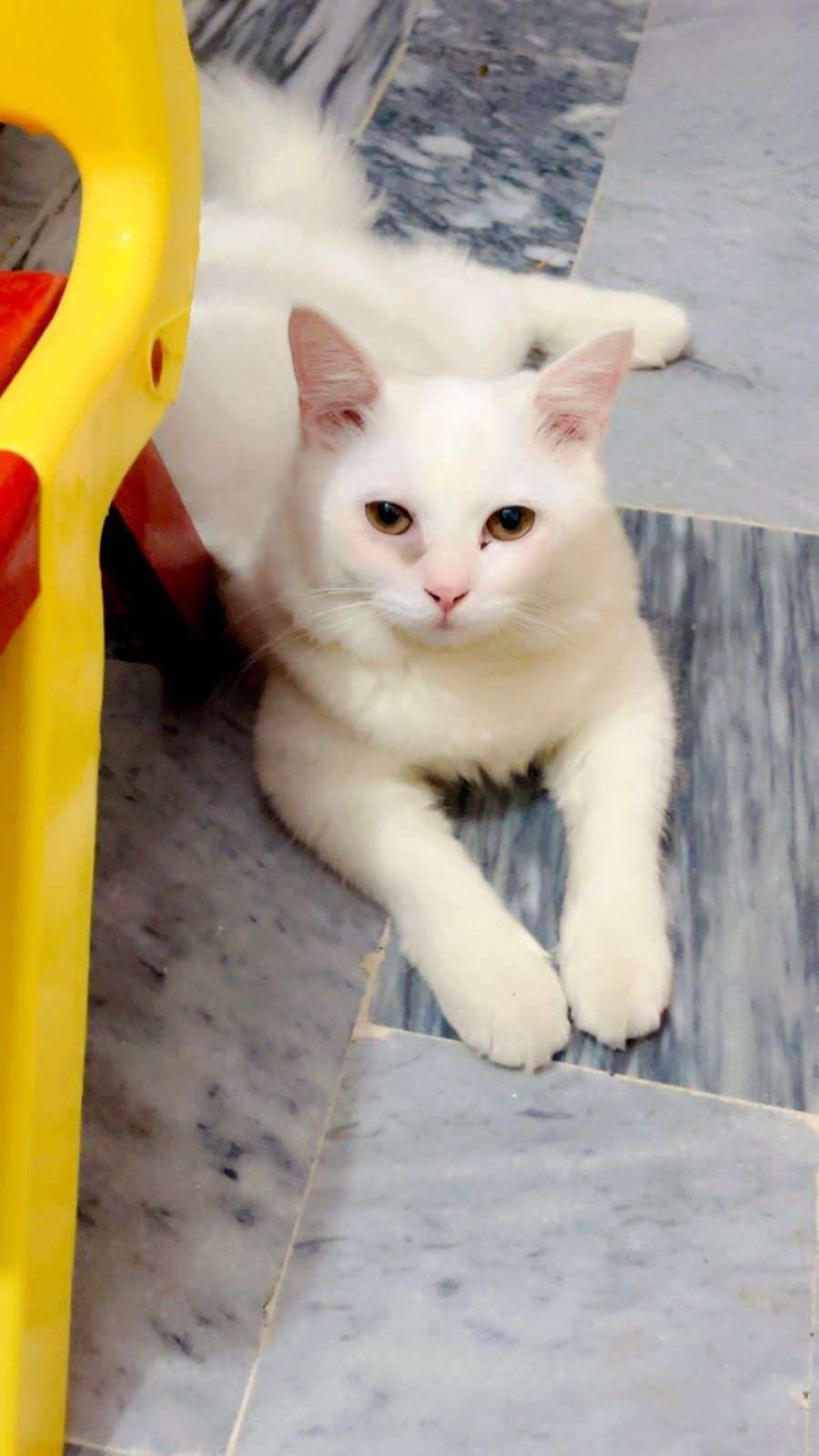 Persian best deal 🤝