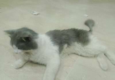 e9975fa4-b990-4102-92c3-229aa48897d3