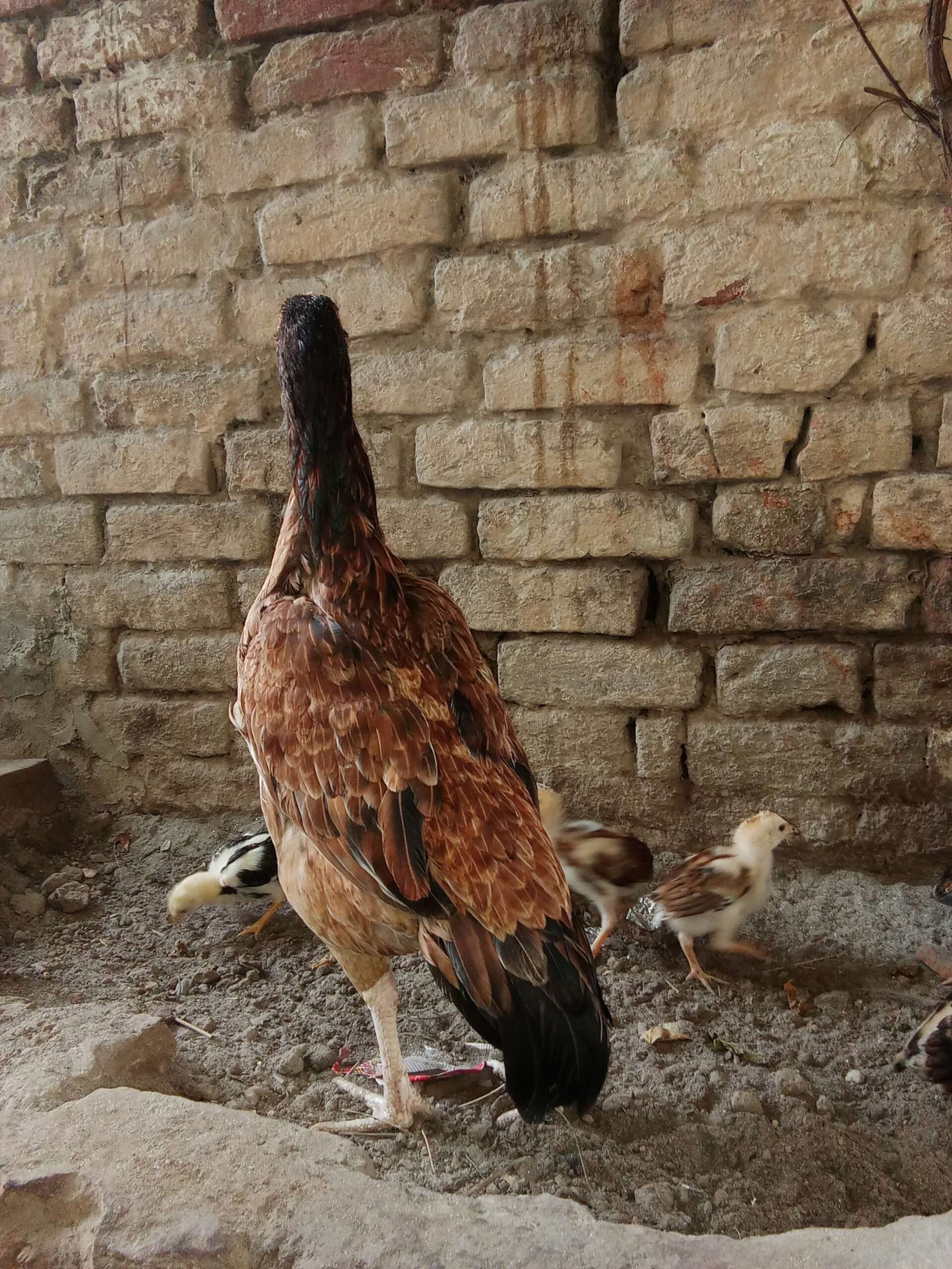 Only female for sale hight quality