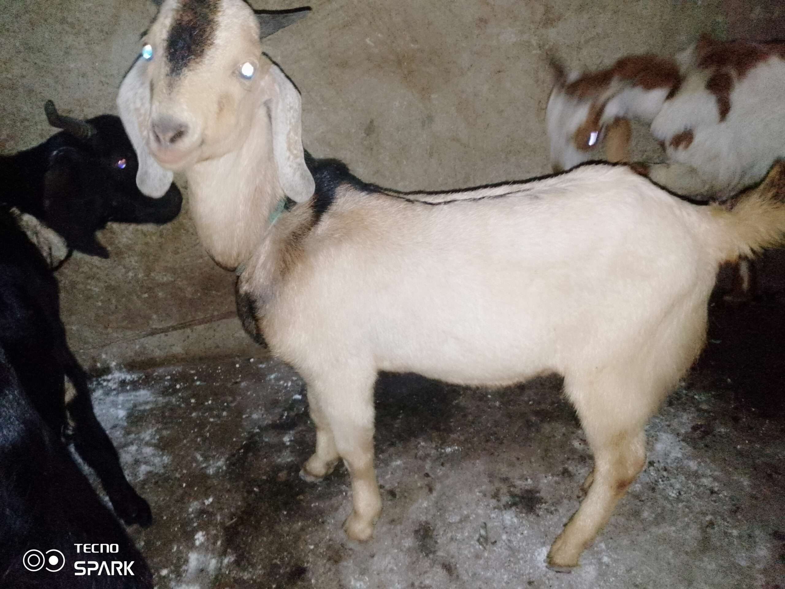 Desi teddy tapray kheeray bakray