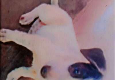 f985df5f-dcfd-48de-ba9b-1f2f9b57107f