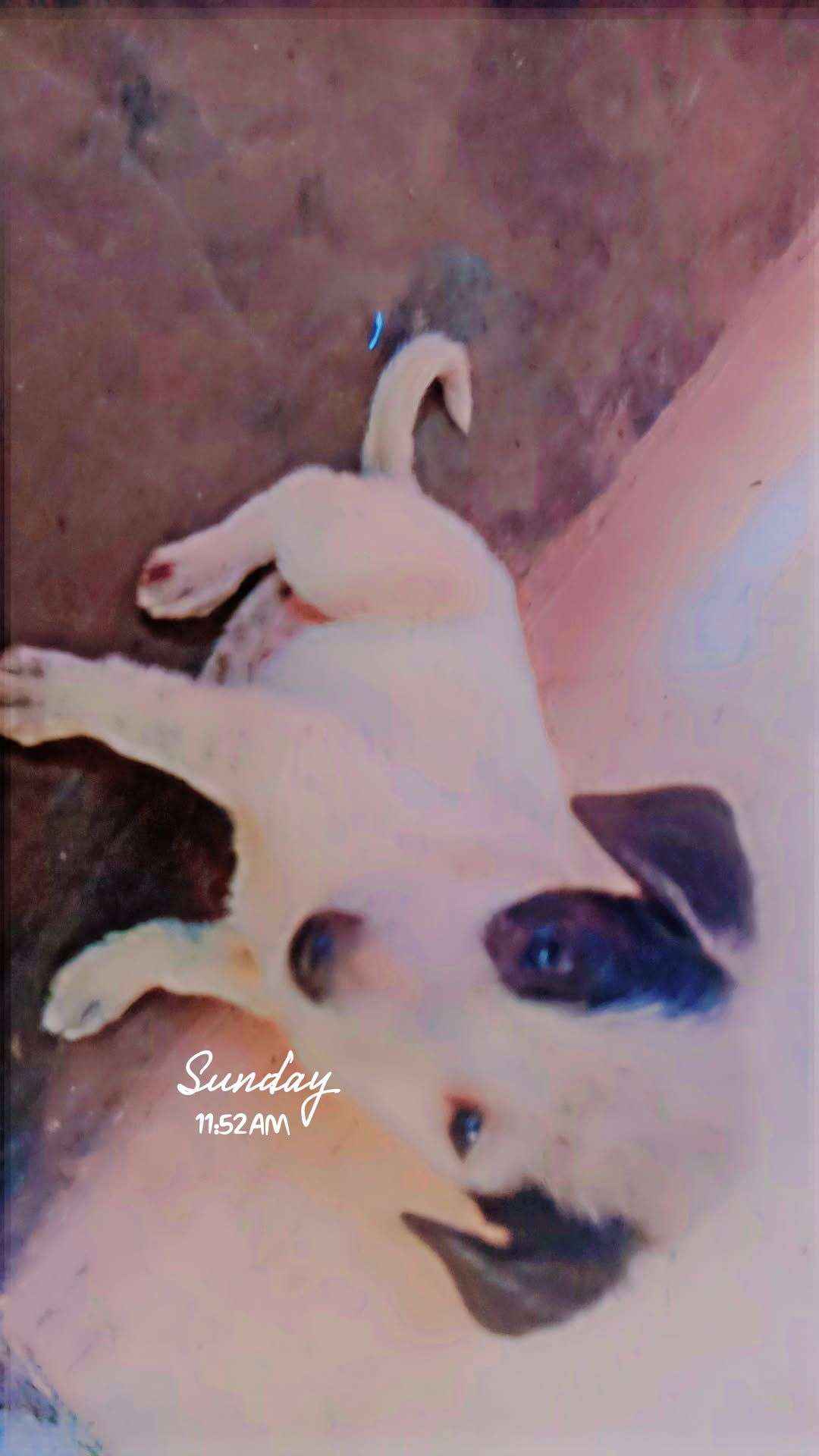 Russian kids dog sale