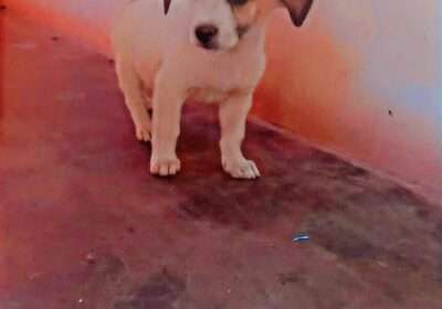 fbdba077-8592-440e-ac81-24f167d87fc3