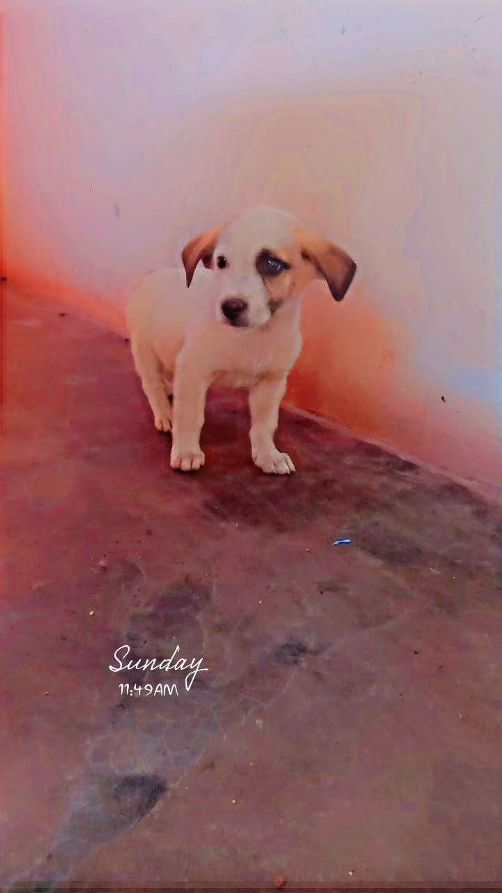 Russian kids dog sale