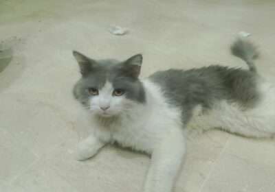 fc3b25c9-f8fe-4c9e-8595-fdd849328bb0