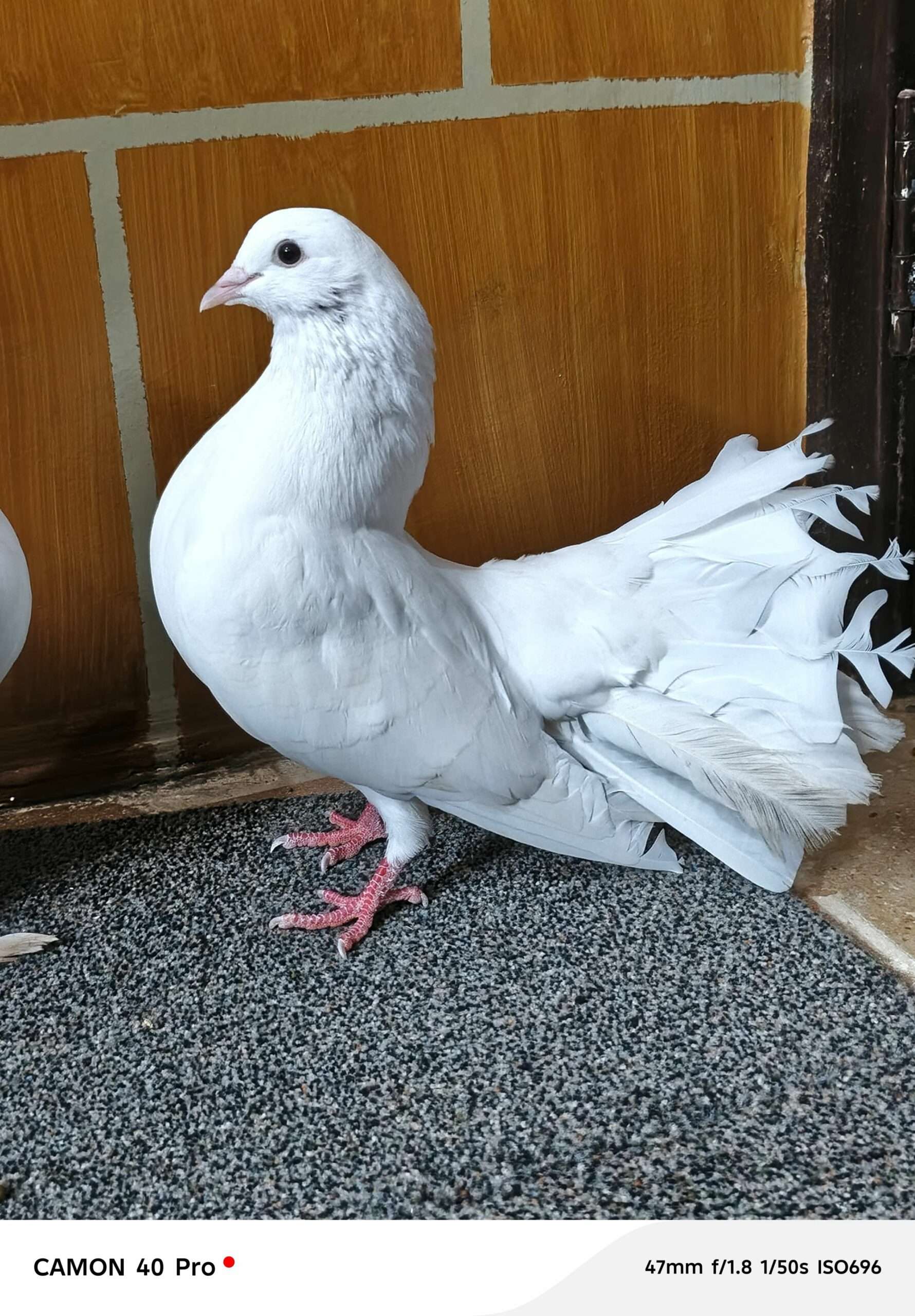 Indian fantail breedr male/female for sale