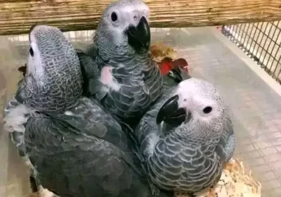 0f7b773a-2b0f-4318-9179-aabbfbe4384f