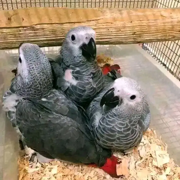 African grey parrot chicks for sale