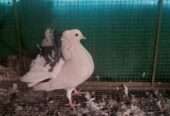 Indian fantail breedr male/female for sale