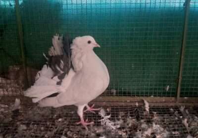 115f5dd8-9533-49ae-9a2d-e1e01b88786c