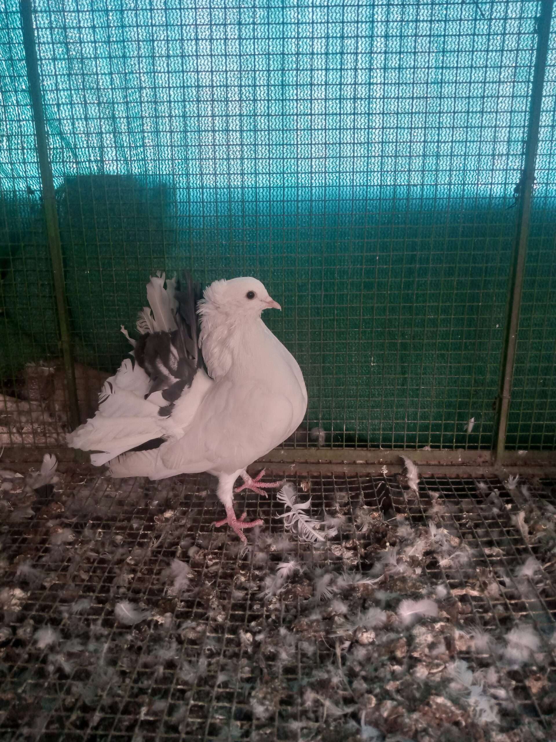 Indian fantail breedr male/female for sale