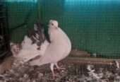 Indian fantail breedr male/female for sale