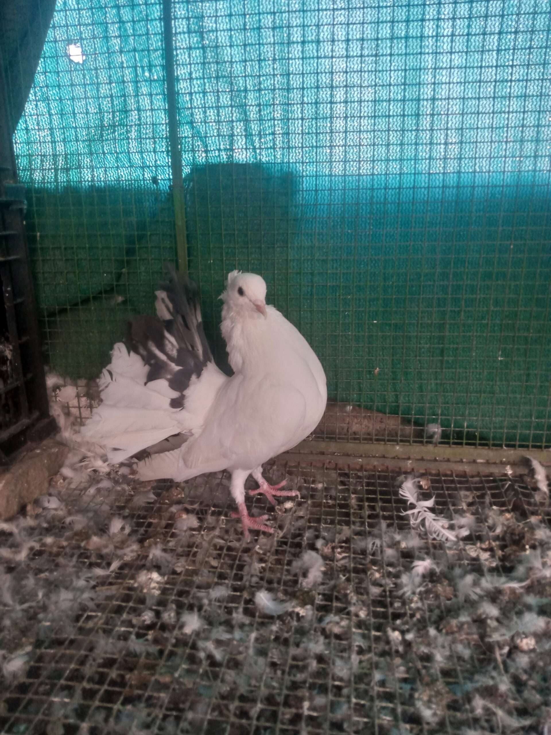 Indian fantail breedr male/female for sale