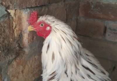 3a9ece00-f8b6-4b3d-80a7-093c38ef809c