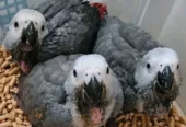 African grey parrot chicks for sale