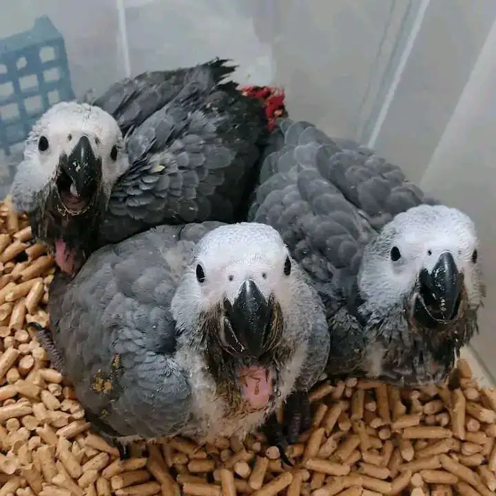 African grey parrot chicks for sale