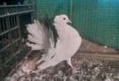 Indian fantail breedr male/female for sale