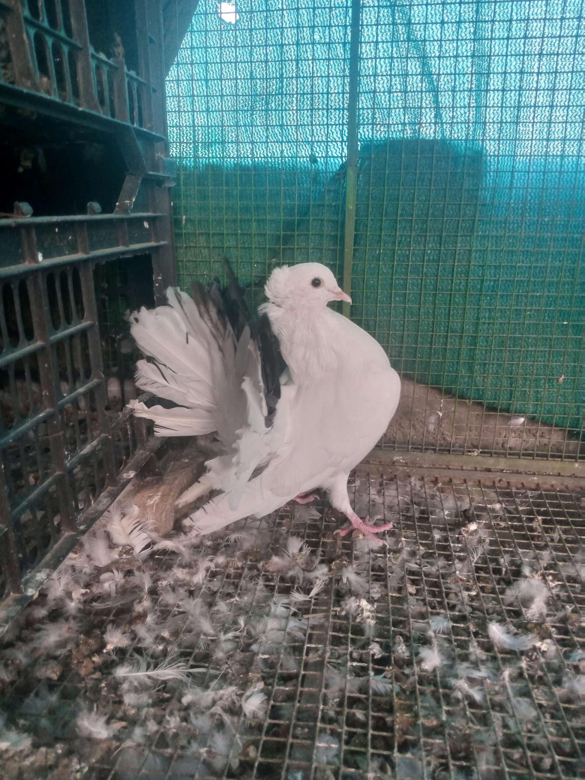 Indian fantail breedr male/female for sale