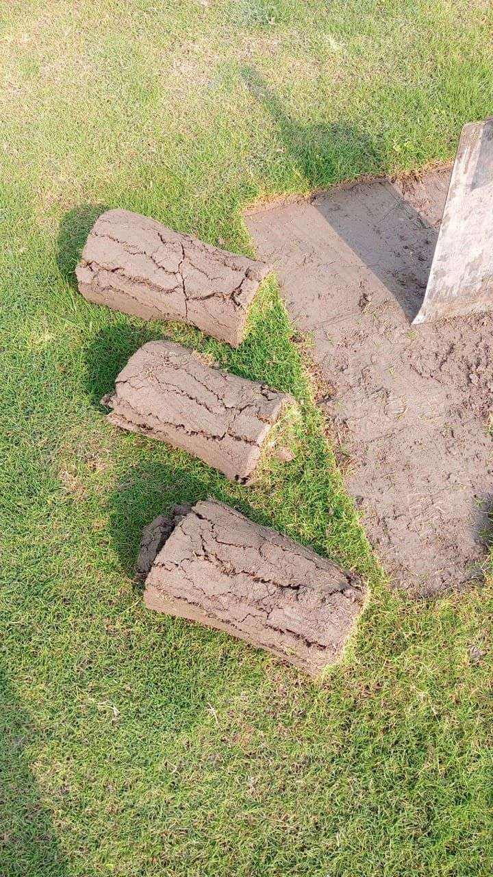 کورین گراس اویلیبل فون نمبر 03079556957