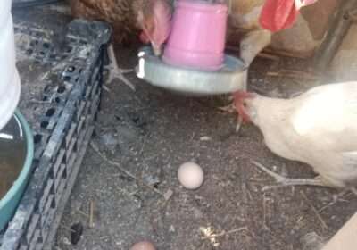 9ccc140c-00b2-4449-9c93-77b481b89e0b