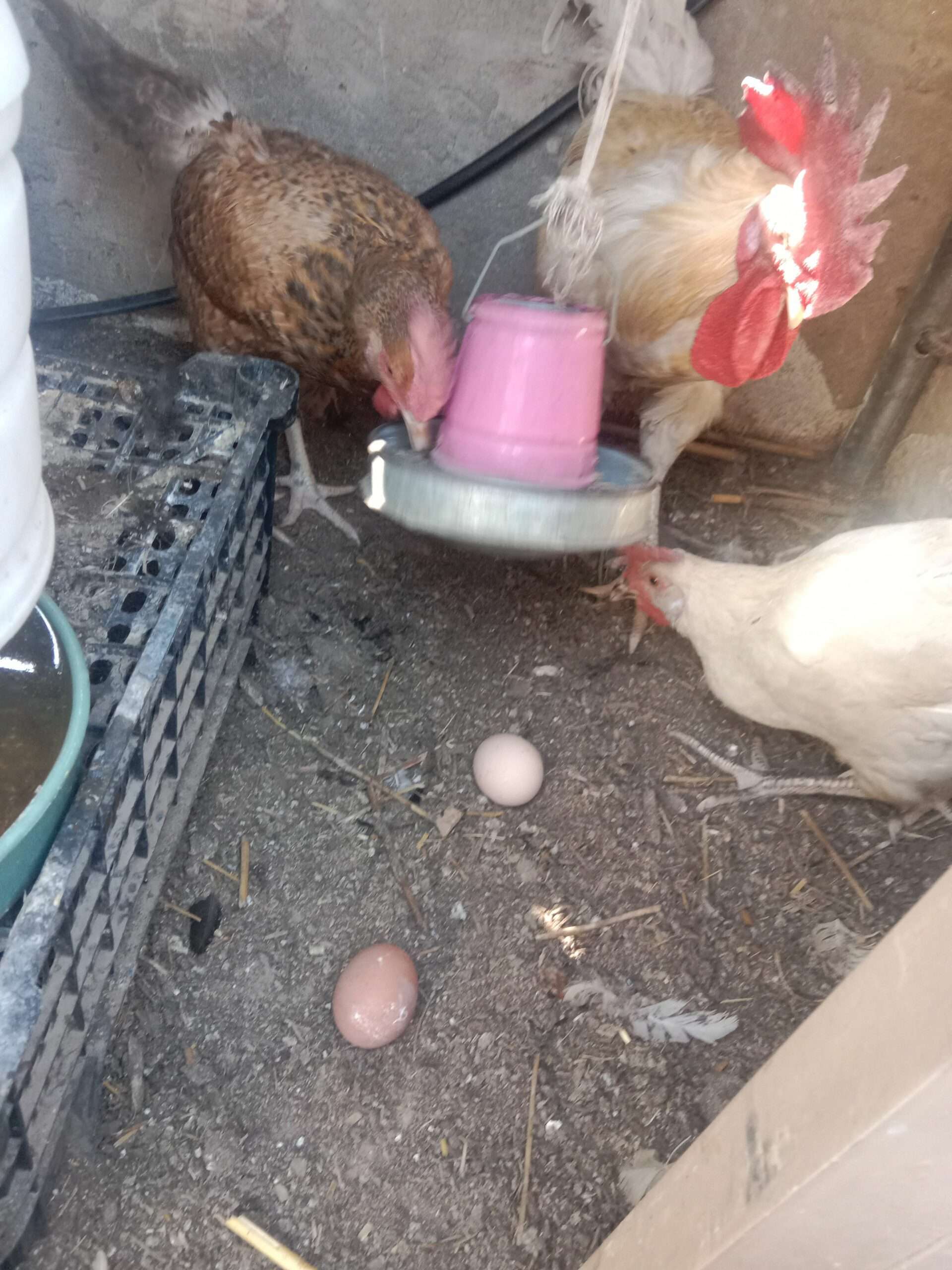 lohmon brown cros/2 femal 1 mel. Rs. 7000 )/whatsapp. /0311/211/45/22/—ghr ki pali hui m