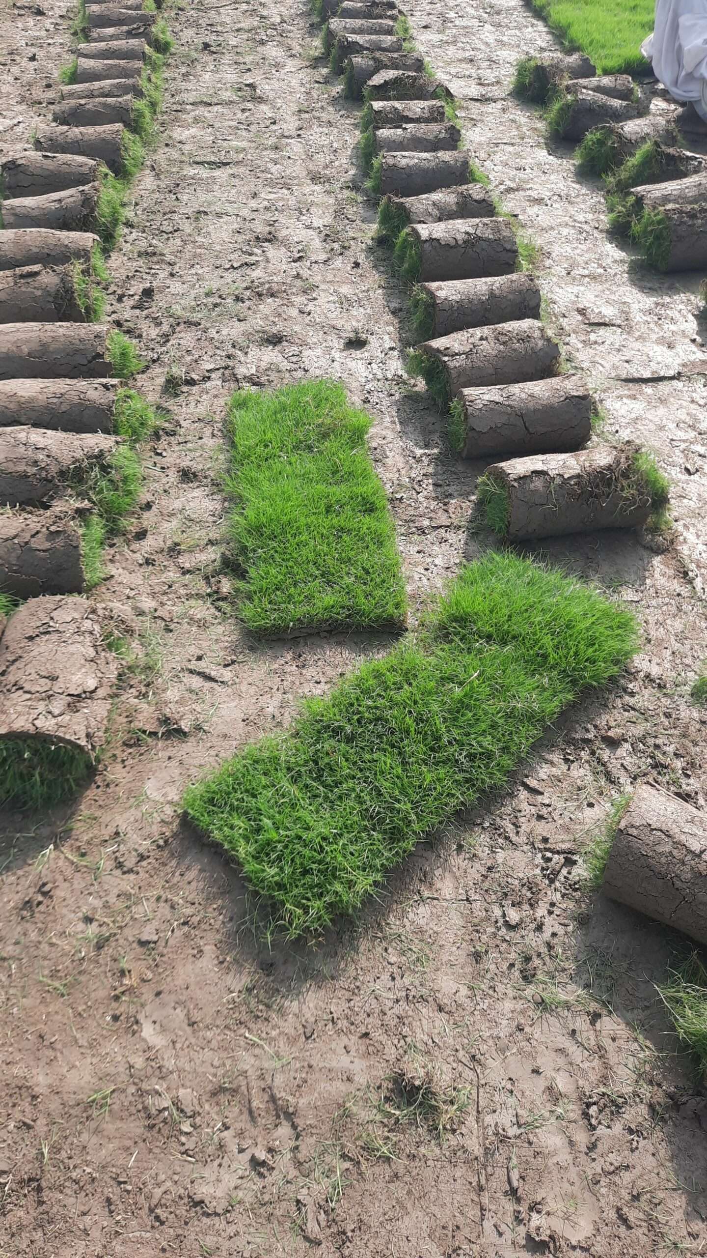 کورین گراس اویلیبل فون نمبر 03079556957