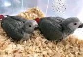 African grey parrot chicks for sale