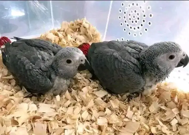 African grey parrot chicks for sale
