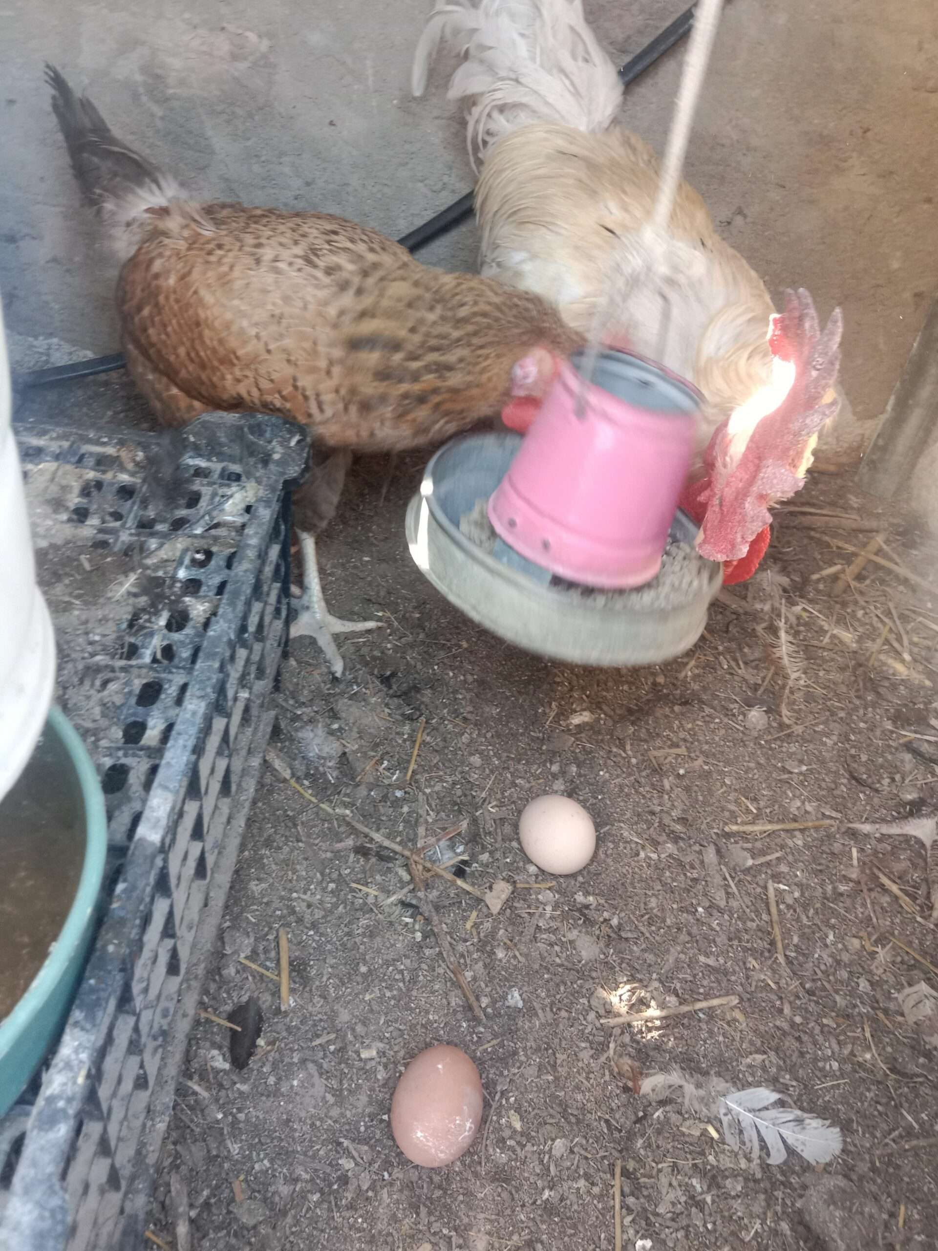 lohmon brown cros/2 femal 1 mel. Rs. 7000 )/whatsapp. /0311/211/45/22/—ghr ki pali hui m