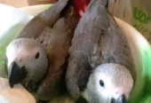 African grey parrot chicks for sale