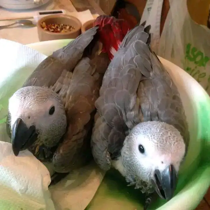 African grey parrot chicks for sale