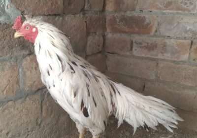 bdd3de8c-2342-4edb-96ca-e43e19818059