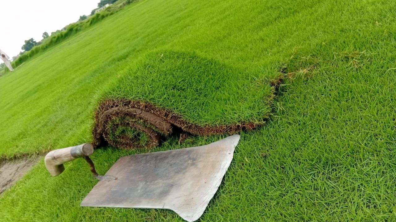 کورین گراس اویلیبل فون نمبر 03079556957