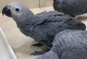 African grey parrot chicks for sale