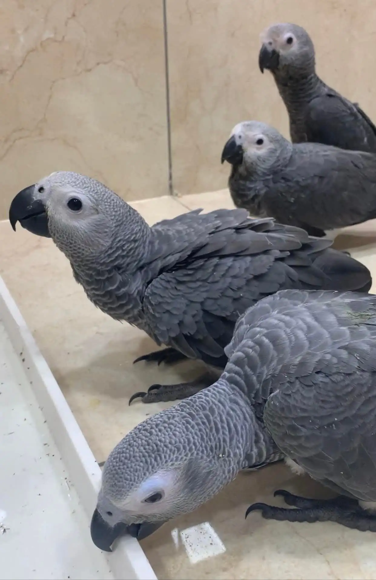 African grey parrot chicks for sale