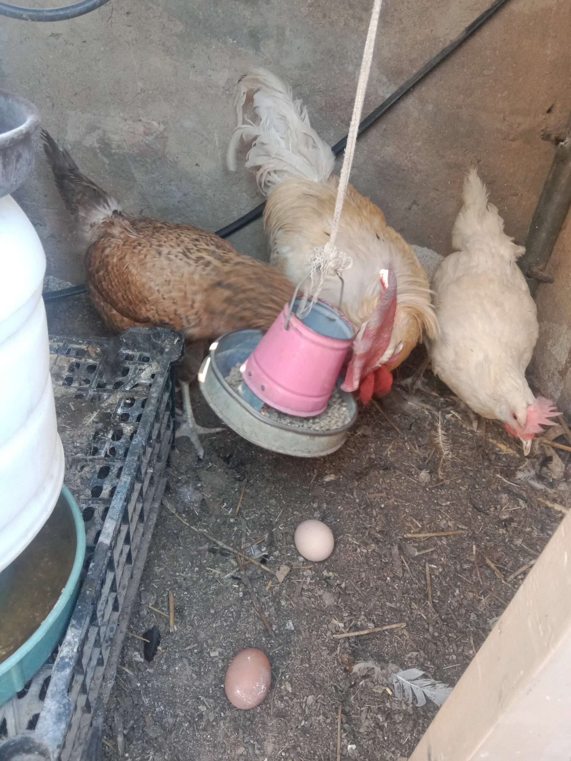 lohmon brown cros/2 femal 1 mel. Rs. 7000 )/whatsapp. /0311/211/45/22/—ghr ki pali hui m