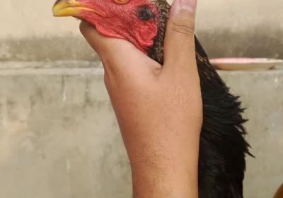 0f2af281-6c41-43ff-9a6d-323d2d12abeb