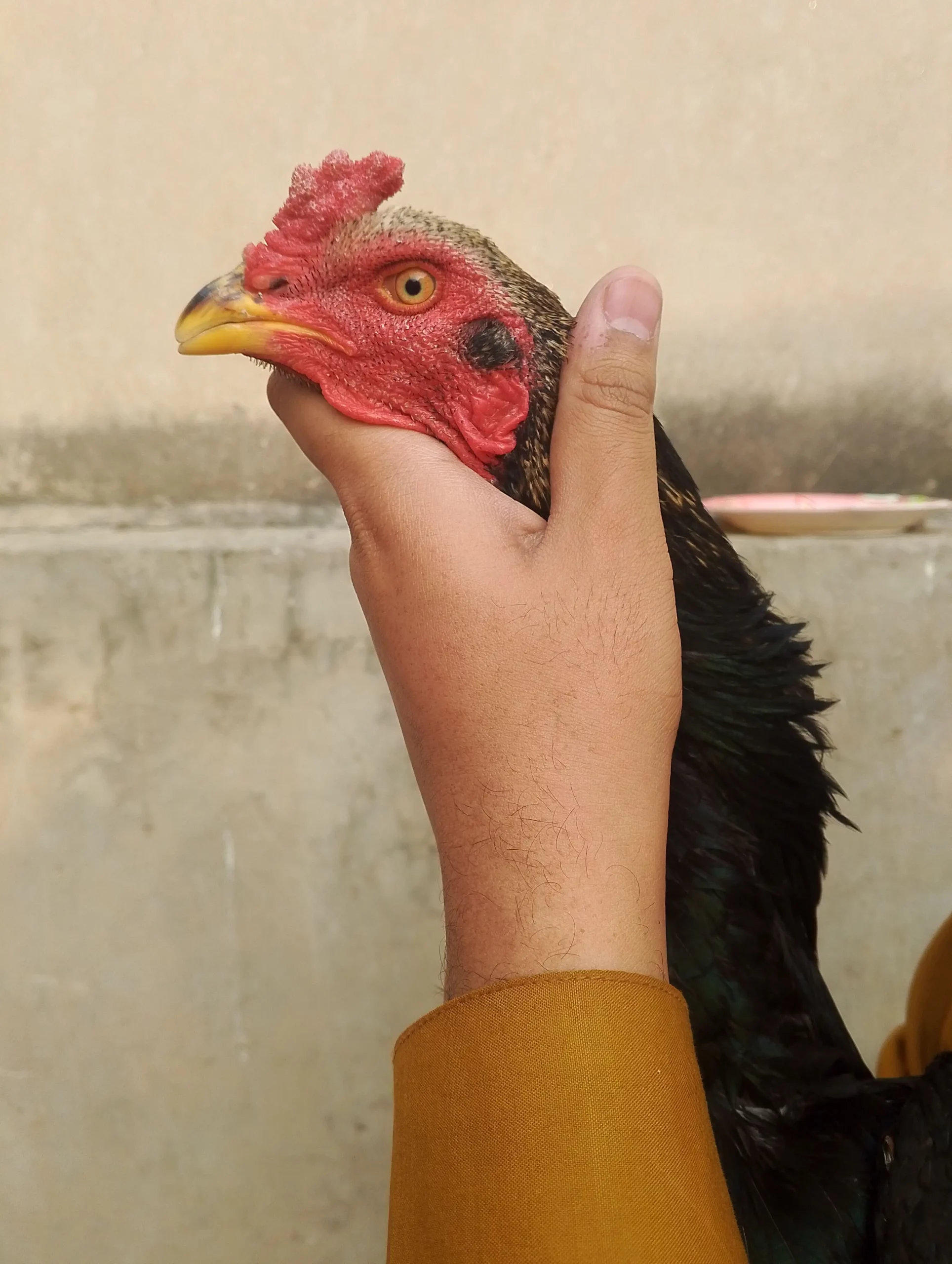 Aseel setup for sale