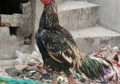 0ff03693-2ae1-4fee-84ec-c4d116c3f6fa