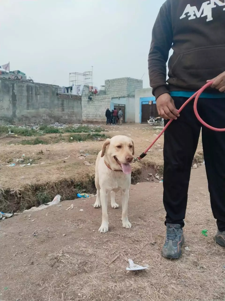 Labrador breeder female