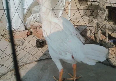 1475df43-9ad3-4f34-ad1c-0ca6ffe6ed85-2