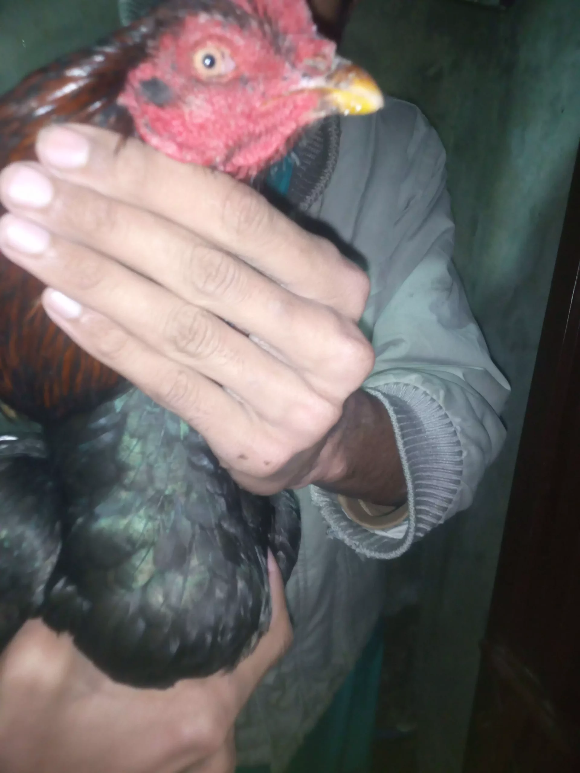 Pure mushka aseel pair