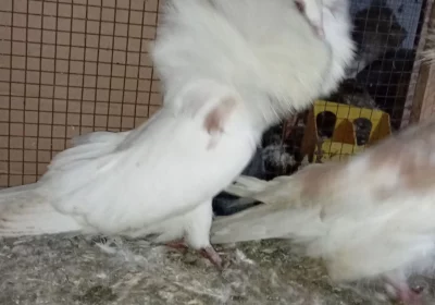 21ca8ca7-3d41-44b7-8c89-73964fc0b8ee