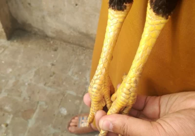 230ae7bc-6269-4e50-9771-667ff4dced0e