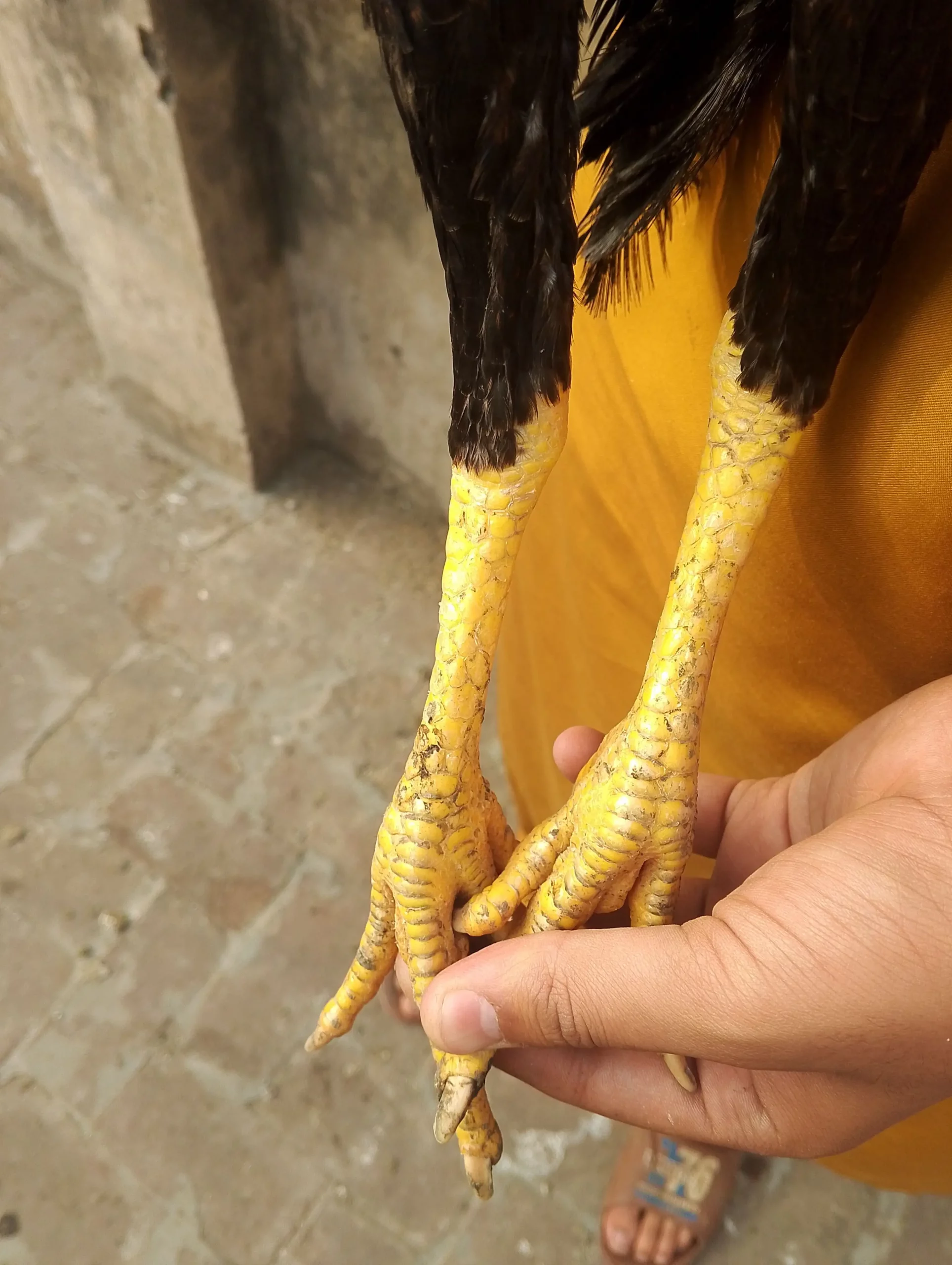 Aseel setup for sale