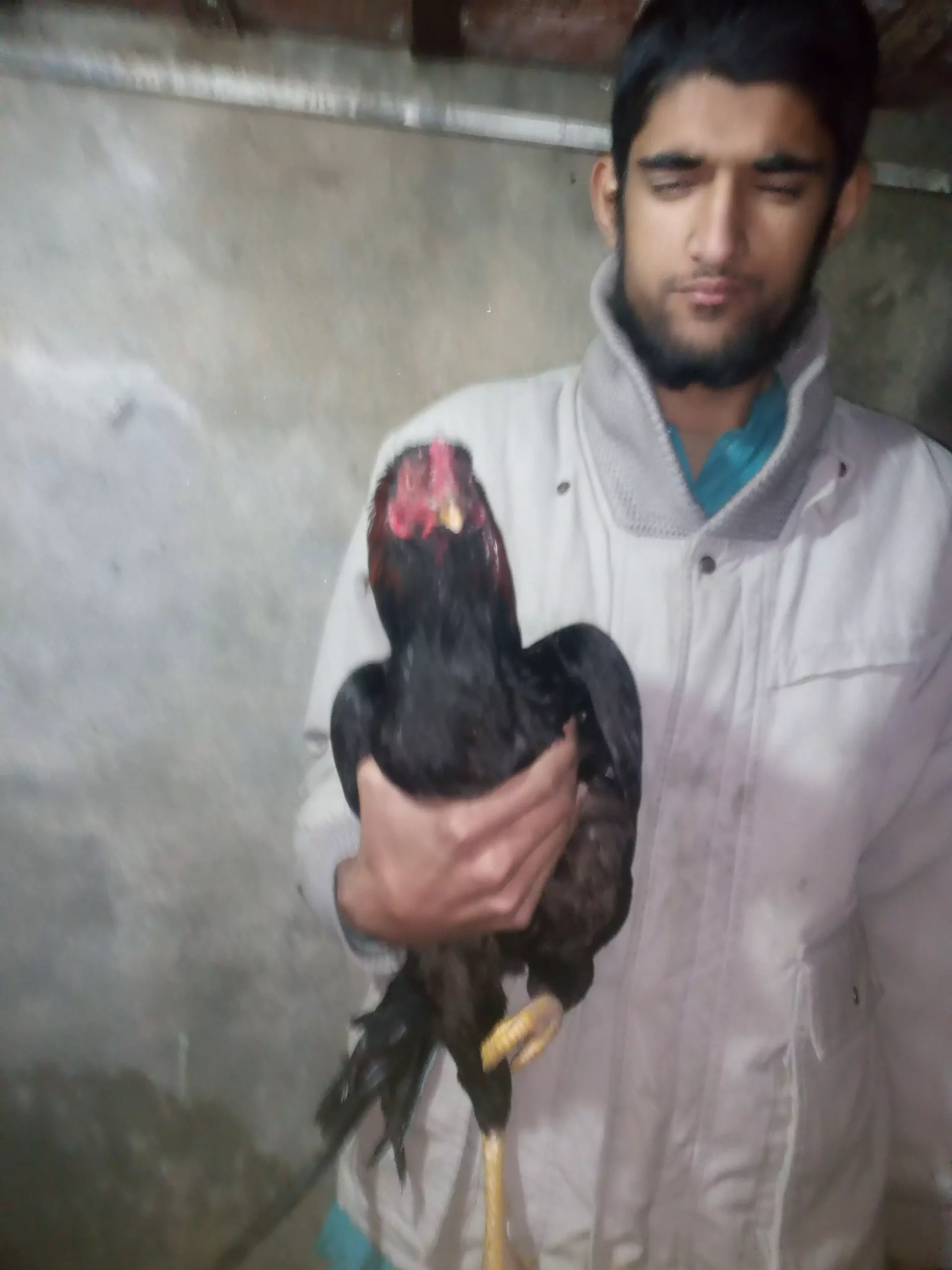 Pure mushka aseel pair