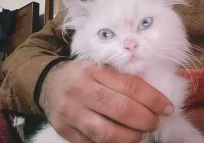 37f7f529-5842-4084-8282-41d8c37808d7