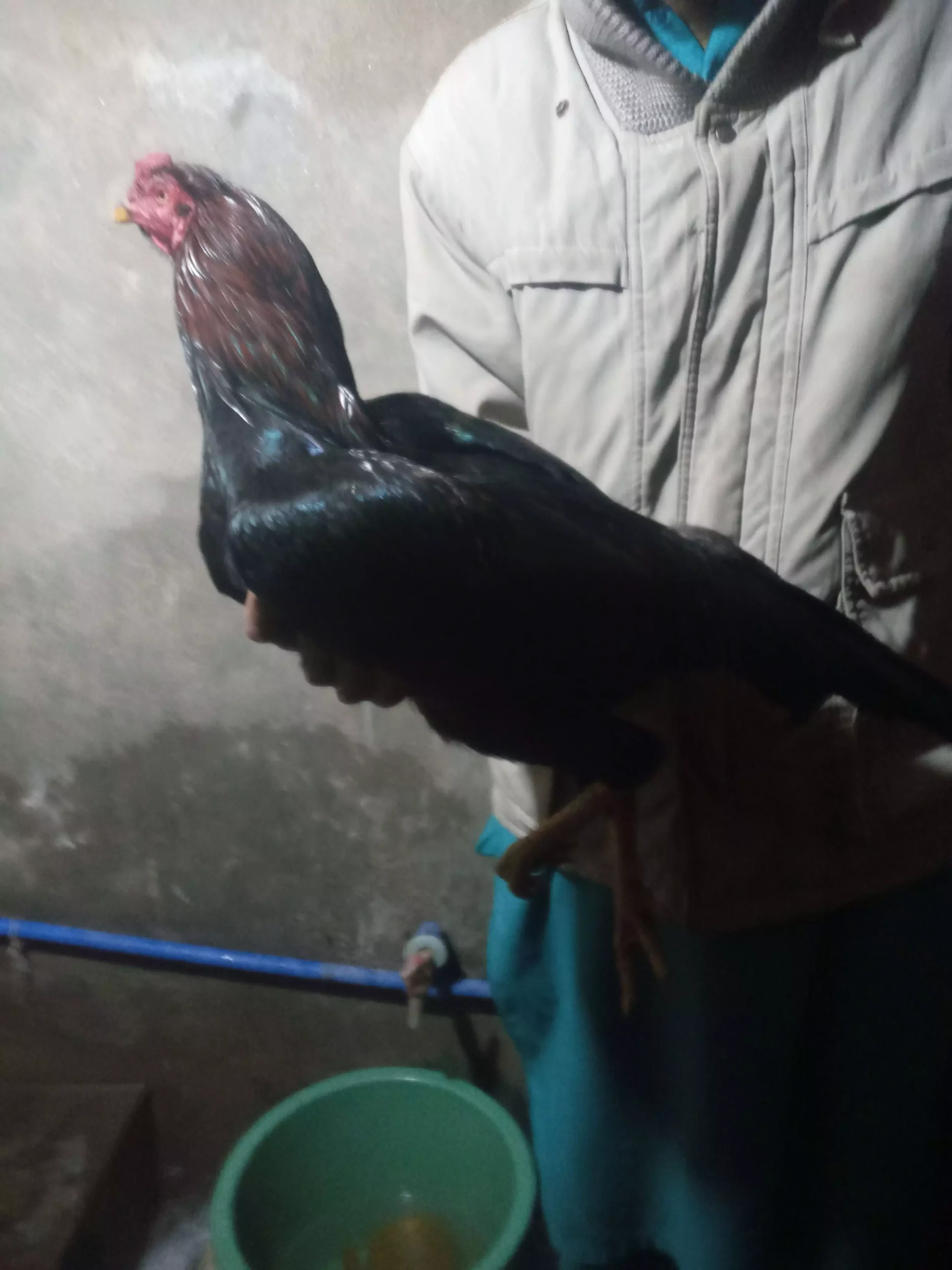 Pure mushka aseel pair