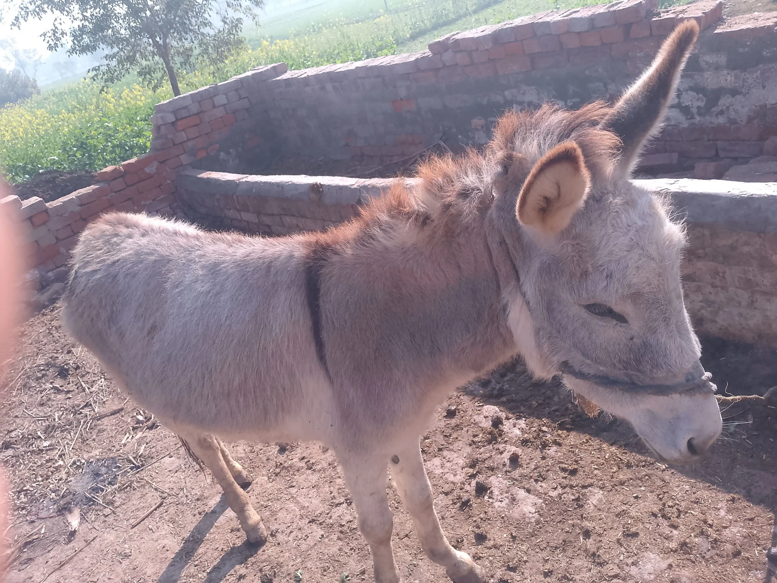 For sale donkey