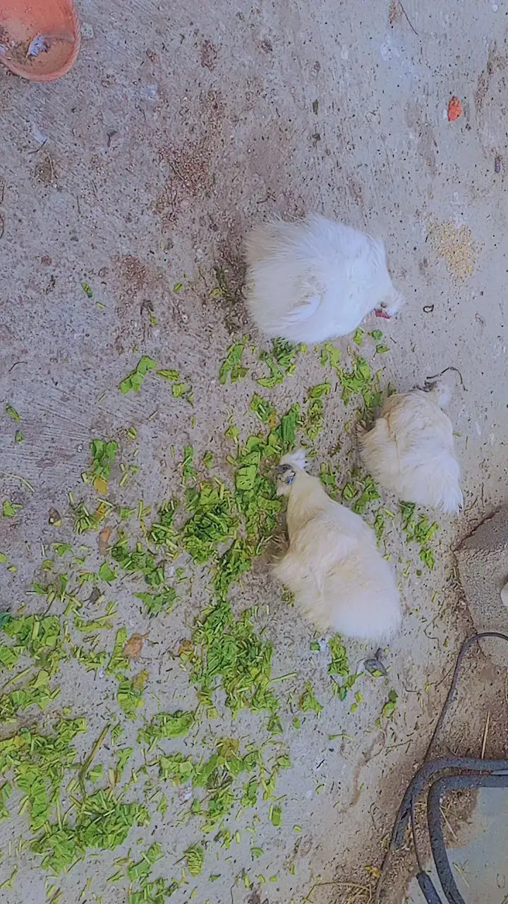 Silky 2 murgi 1 murga